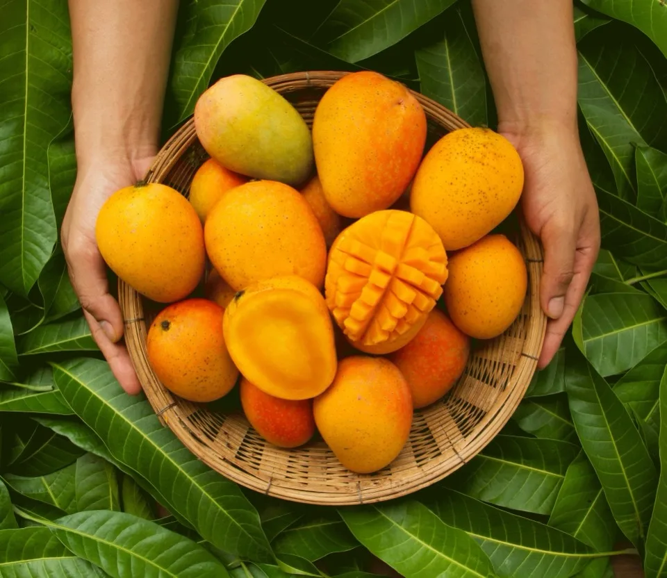 Mango